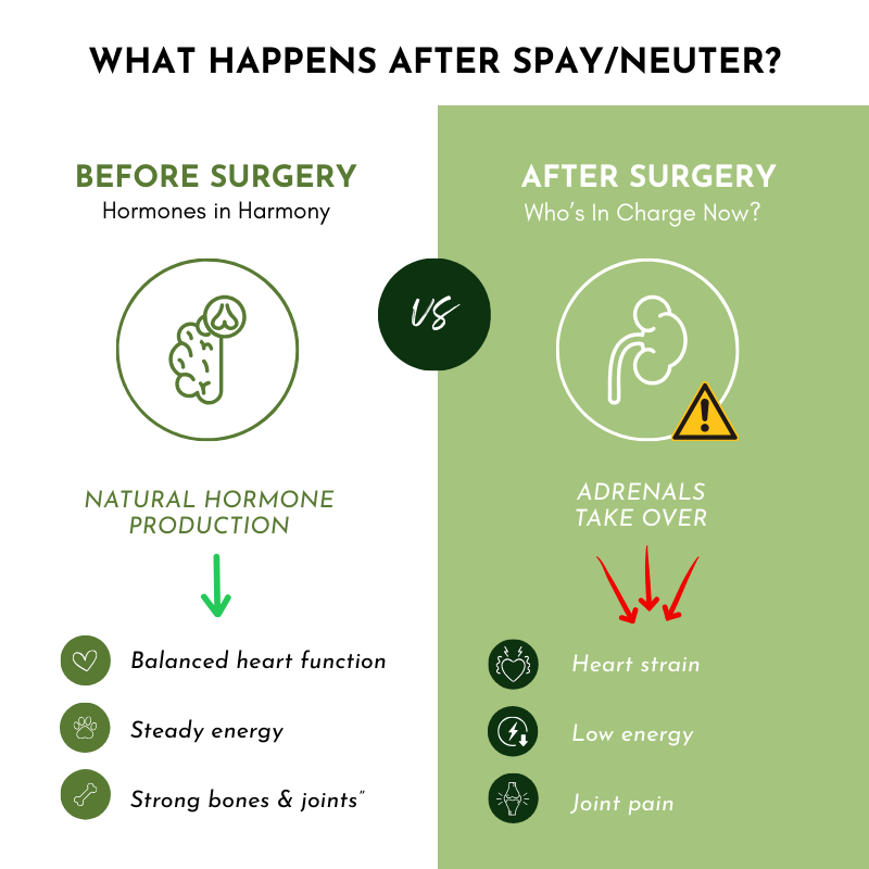 Holistic Total Body Support – Multivitamin & Glandular Support for Dogs and Cats