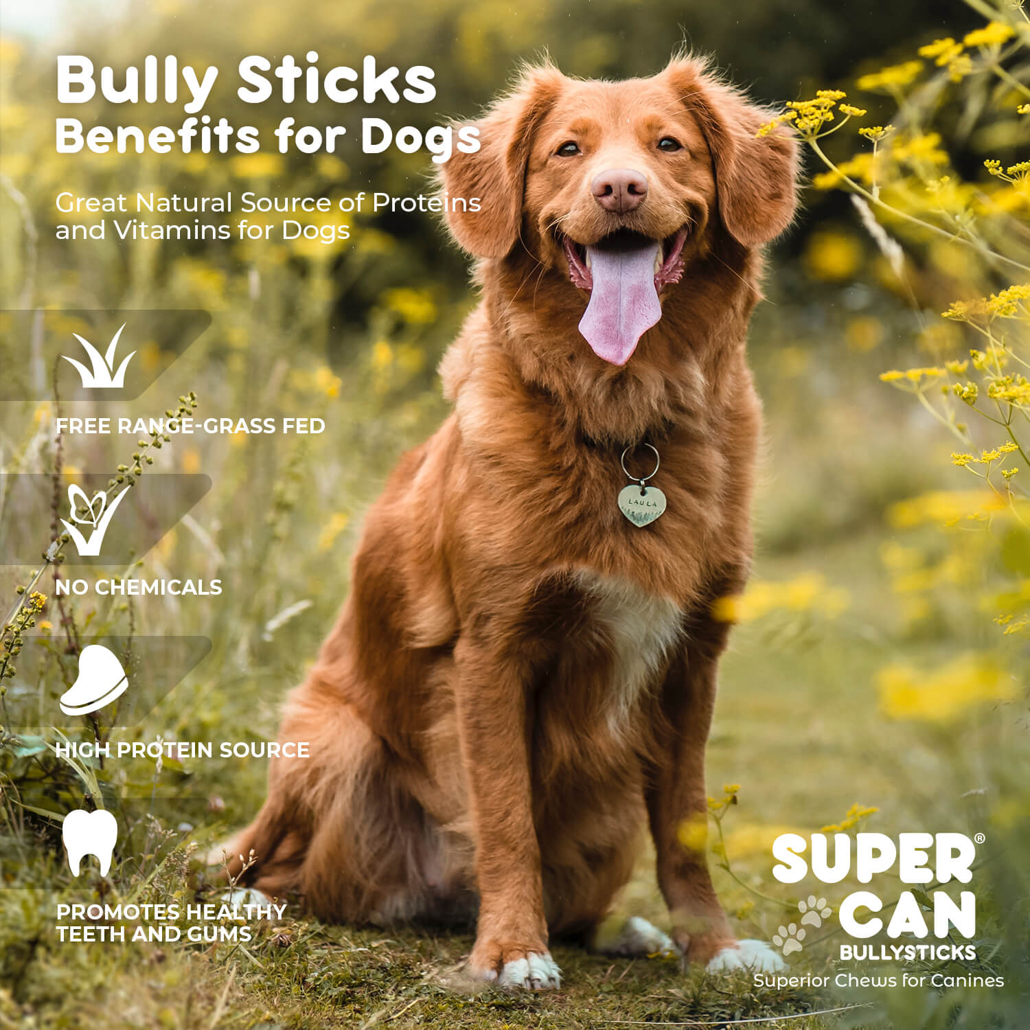 6" Mega Monster Bully Sticks | Premium Quality