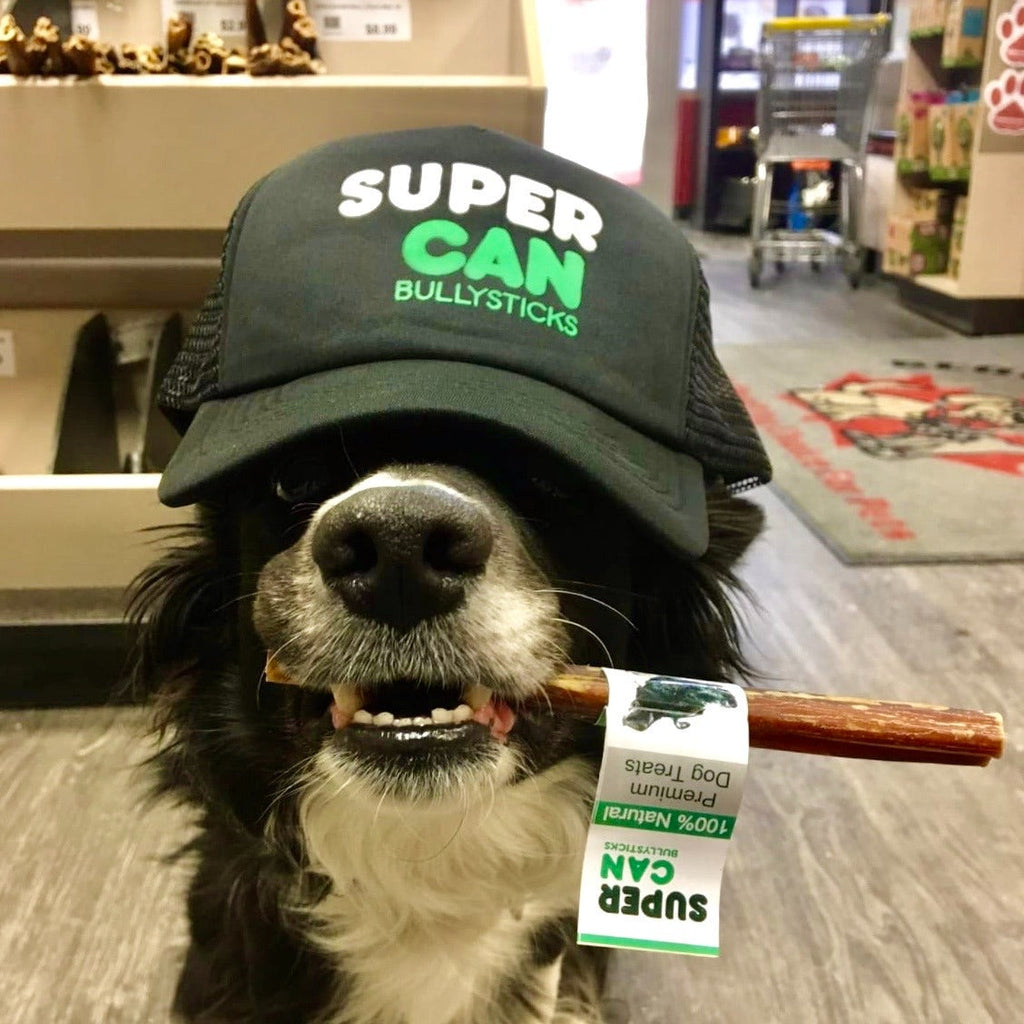 6" Mega Monster Bully Sticks | Premium Quality